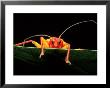 Assassin Bug, Africa by David M. Dennis Limited Edition Print