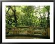 Bridge And Garden At Yoyogi-Koen, Tokyo, Kanto, Japan by Greg Elms Limited Edition Print