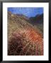 Colorado Desert Barrel Cactus, Borrego Canyon, Anza-Borrego State Park, California, Usa by Jerry & Marcy Monkman Limited Edition Print