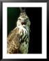Philippine Hawk-Eagle, Portrait, Philippines by Patricio Robles Gil Limited Edition Print