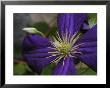 Close-Up Of A Clematis Flower by White & Petteway Limited Edition Pricing Art Print