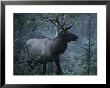 Adult Bull Elk With Antlers In A Woodland Landscape by George Herben Limited Edition Print
