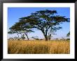 Acacia Trees On Serengeti Plains, Serengeti National Park, Tanzania by Dennis Johnson Limited Edition Print