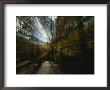 Sunlight Streams Through Trees In A Wooded Park by Todd Gipstein Limited Edition Print