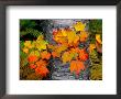Sugar Maple Leaves Set Against The Trunk Of A Yellow Birch Tree by John Eastcott & Yva Momatiuk Limited Edition Print