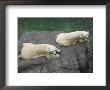 Two Polar Bears Bask In The Sun At The Henry Doorly Zoo, Nebraska by Joel Sartore Limited Edition Print