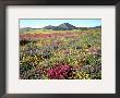 Wildflowers Near Lake Cuyamaca And Stonewall Peak, Cuyamaca Rancho State Park, California, Usa by Christopher Talbot Frank Limited Edition Print