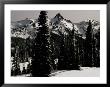 Snowy Mt. Rainer With Trees, Washington, Usa by Michael Brown Limited Edition Pricing Art Print