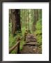 Rainforest With Trail, Sol Duc Valley, Olympic National Park, Washington, Usa by Jamie & Judy Wild Limited Edition Print