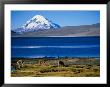 Vicuna Along Shoreline Of Lago Chungara With Volcano Sajama In Background, Lauca Nat. Park, Chile by Woods Wheatcroft Limited Edition Print