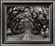 Path In The Oaks Ii, Louisiana by Monte Nagler Limited Edition Print