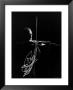 Violinist Jascha Heifetz Playing In Mili's Darkened Studio As Lit Bow Traces Bow Movement by Gjon Mili Limited Edition Pricing Art Print