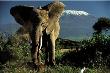 Kenyan Elephant by Jean-Michel Labat Limited Edition Pricing Art Print