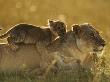 Lion Cub Resting On Mother's Back, Masai Mara, Kenya, East Africa by Anup Shah Limited Edition Print