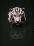 White Tiger Head Portrait Reflected In Water, India by Anup Shah Limited Edition Print