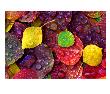 Multi-Colored Aspen Leaves With Rain Drop by Russell Burden Limited Edition Pricing Art Print