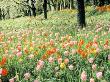 Tulips In Spring, Mainau, Germany by Elfi Kluck Limited Edition Print