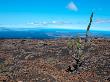 Kaktee Auf Galapagos by Oliver Schwartz Limited Edition Print