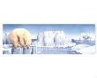 Polar Bear by Alan Baker Limited Edition Print