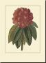 Rhododendron Rojo by Rafael Landea Limited Edition Pricing Art Print