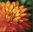 Orange Dahlia by June Hunter Limited Edition Pricing Art Print