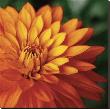 Orange Dahlia by June Hunter Limited Edition Print