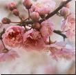 Blossom I by Heather Johnston Limited Edition Print