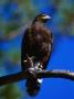 Harris Hawk (Parabuteo Unicintus), Perquin, El Salvador by Alfredo Maiquez Limited Edition Print