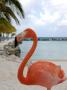 Pink Flamingo On Renaissance Island, Aruba, Caribbean by Lisa S. Engelbrecht Limited Edition Print
