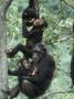 Jane Goodall Institute, Chimpanzees, Gombe National Park, Tanzania by Kristin Mosher Limited Edition Print