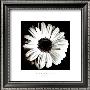 Gerbera by Bill Philip Limited Edition Print