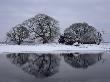 Trees Reflected In The Icy Lake In Winter, New Forest, Hampshire by Adam Burton Limited Edition Pricing Art Print