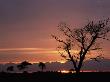 Silhouette Of Lone Tree At Sunset. New Forest, Hampshire, Uk by Adam Burton Limited Edition Print