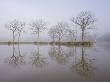 Misty Morning Beside Fishing Pond, Morchard Road, Devon, England by Adam Burton Limited Edition Print