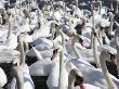 Mute Swans At Abbotsbury Swannery, Dorset, England by Adam Burton Limited Edition Print