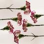 Carnation Flowers In A Row by Images Monsoon Limited Edition Print