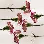 Carnation Flowers In A Row by Images Monsoon Limited Edition Print