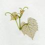 Spring Grape Leaf, View Of Back Side by Images Monsoon Limited Edition Print