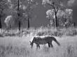 Horse Grazing In Open Field by Ilona Wellmann Limited Edition Print