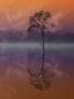 Composited Image Of Tree And Reflection by Images Monsoon Limited Edition Print