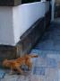 Orange Cat Walking Around The Corner Of A Wall by Ilona Wellmann Limited Edition Print