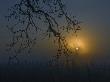 Misty, Dark, Foggy Scen With Tree Branches by Images Monsoon Limited Edition Print
