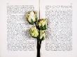Dried Roses On Old Book by Images Monsoon Limited Edition Print