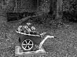 Flowers Growing In Wheelbarrow Planter In Backyard by Ilona Wellmann Limited Edition Pricing Art Print