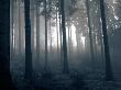 Fog In The Woods by Ilona Wellmann Limited Edition Print