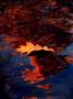 Autumn Leaf In Lake by Ilona Wellmann Limited Edition Print