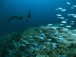 Manta Ray And A School Of Fish Swimming Over A Coral Reef by Tim Laman Limited Edition Print