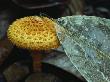 Mushroom Growing Near The Skeletal Remains Of A Leaf by Tim Laman Limited Edition Print