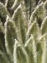 Close View Of The Furry Leaves Of An Espeletia Plant, Espeletia Sp by Tim Laman Limited Edition Print