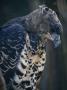 Crowned Eagle, Stephanoaetus Coronatus In Captivity by Tim Laman Limited Edition Print